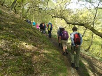 Woodland Path