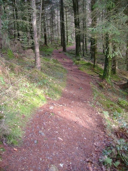 woodlandpath2